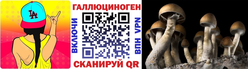 Купить где  Крымск  Псилоцибиновые грибы Cubensis 